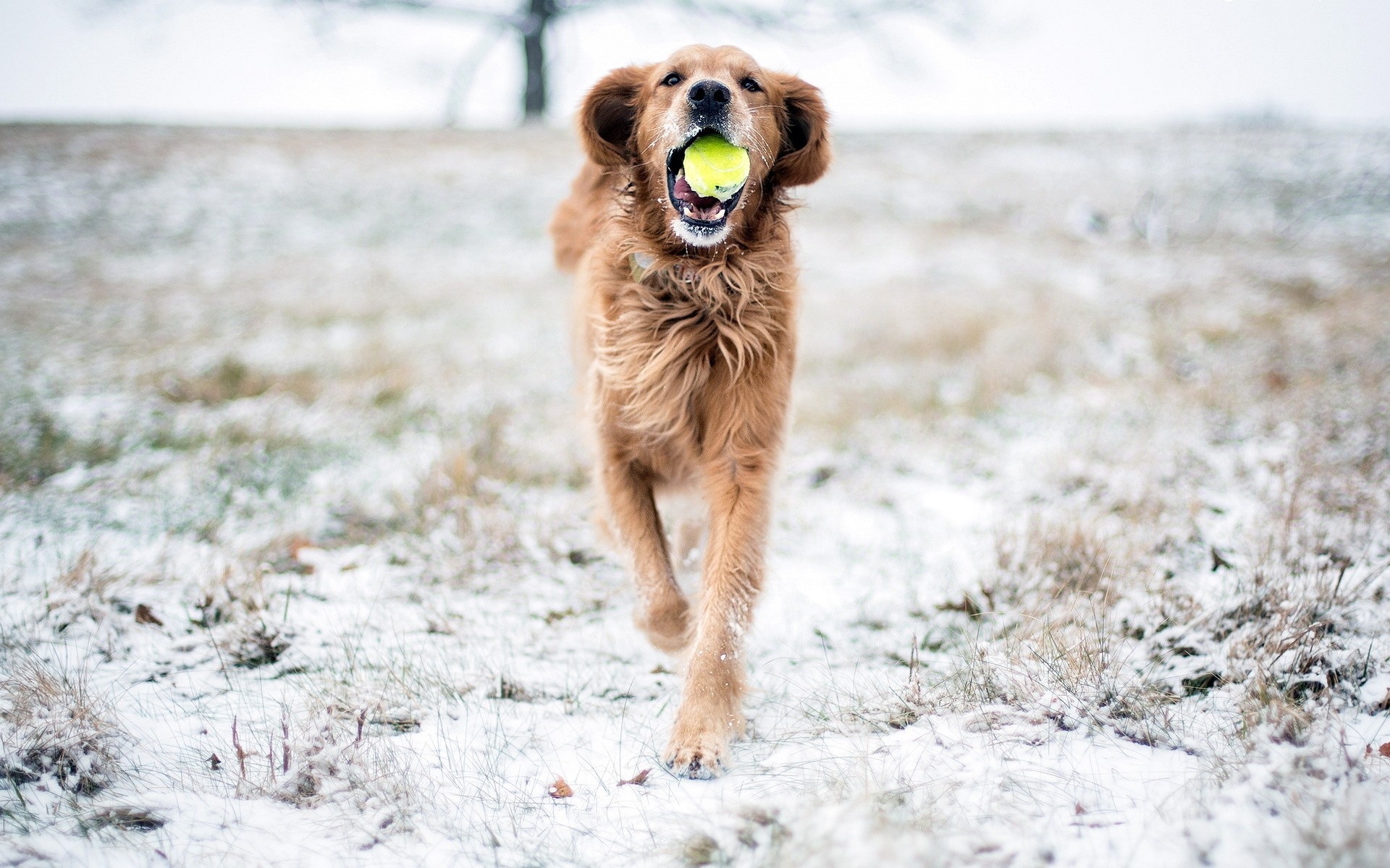 chien neige jeu