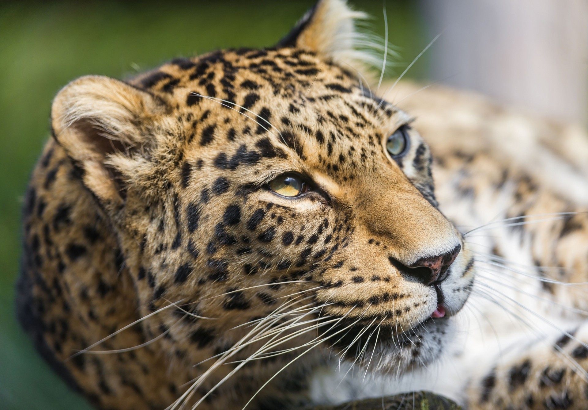 dientes gato salvaje depredador leopardo