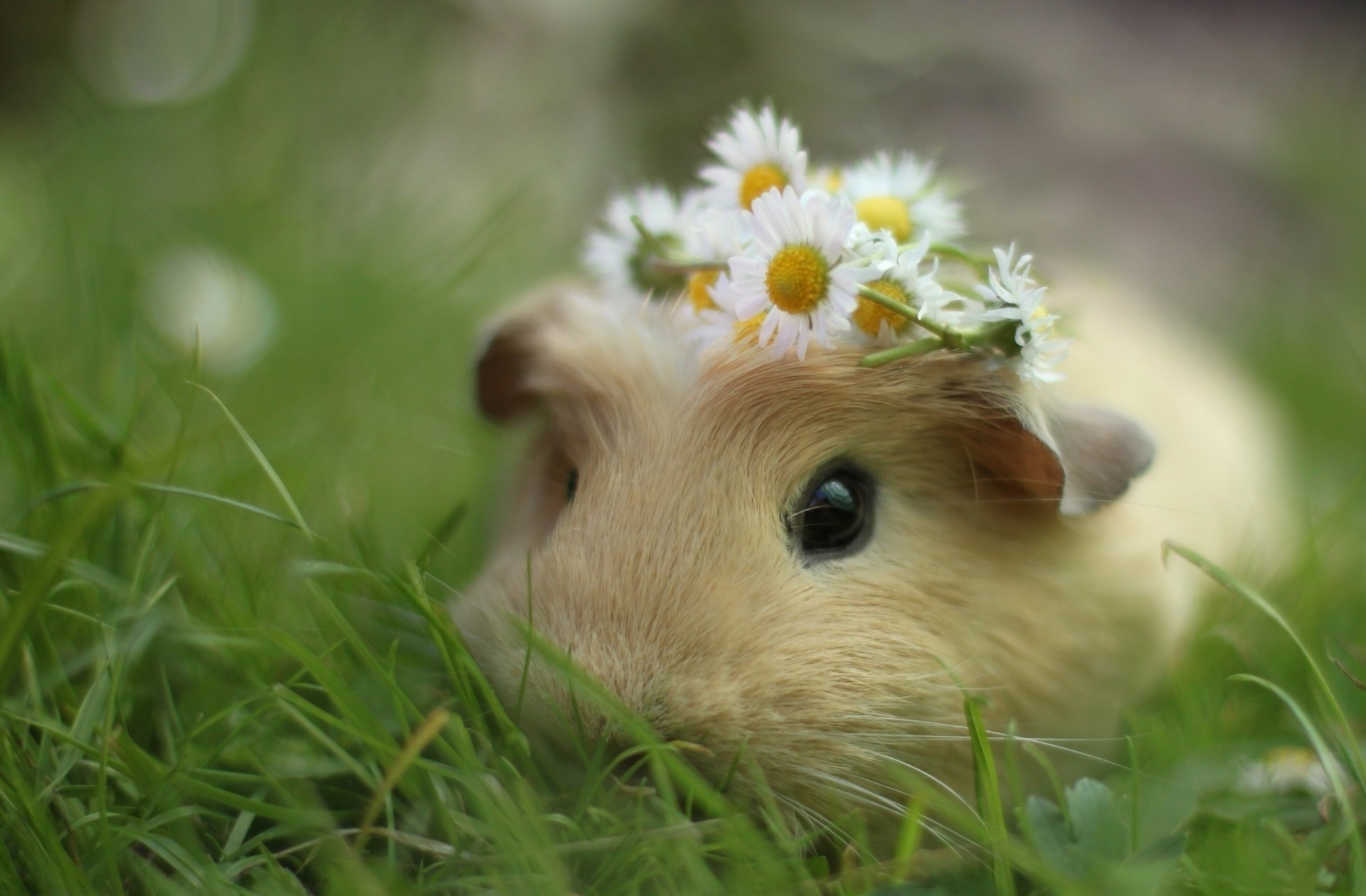 meerschweinchen gras blumen krone