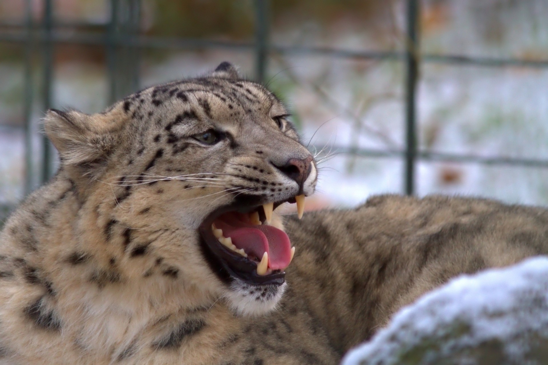 wut brüllen tier mund wut wildkatze tier leopard