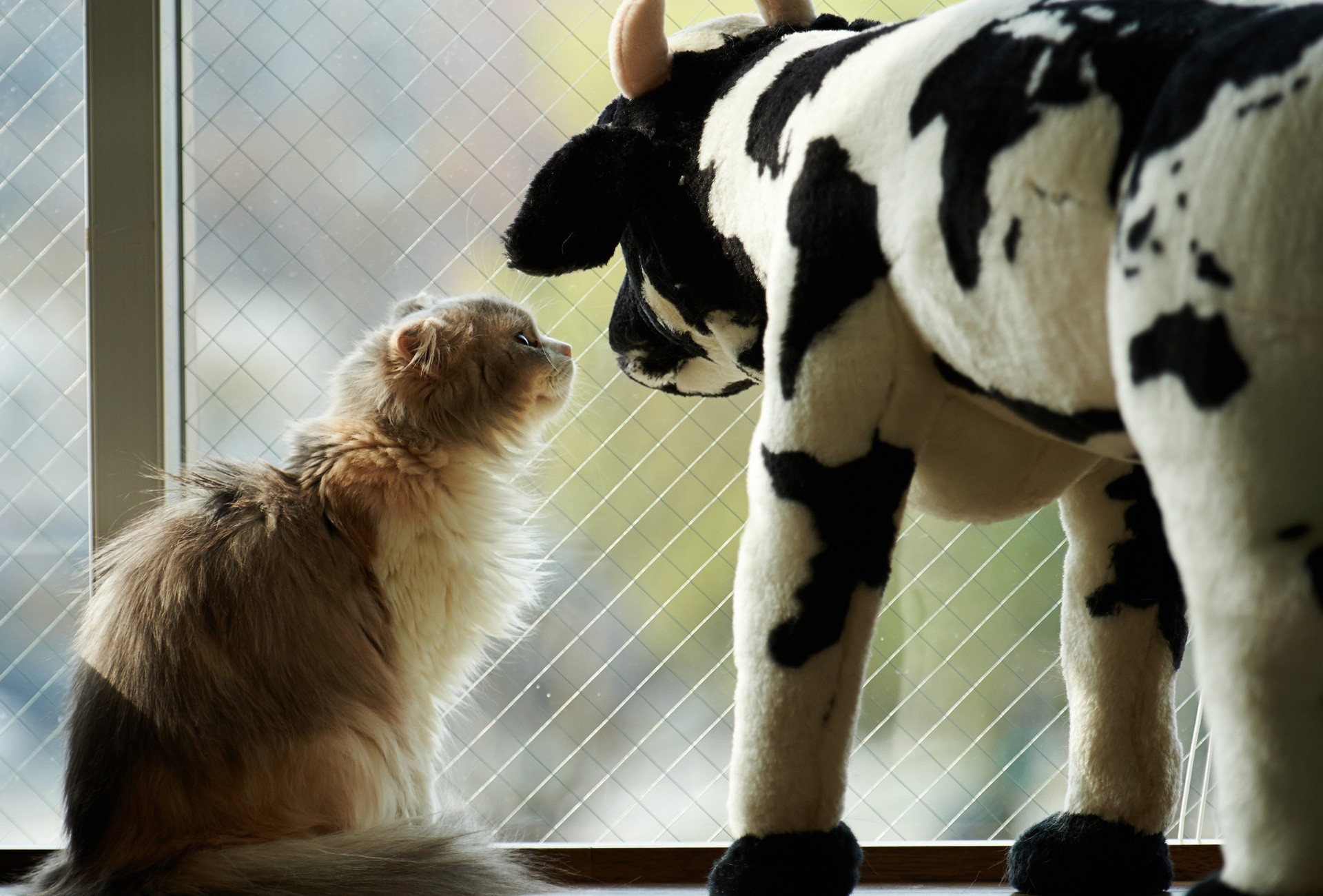 cow window cat toy