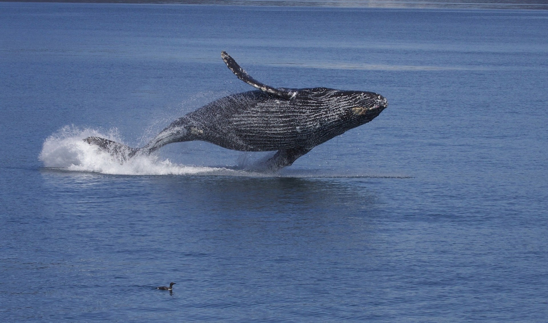 alaska ptaki ocean woda podwodny humbak humbak wieloryb długoręki kruk