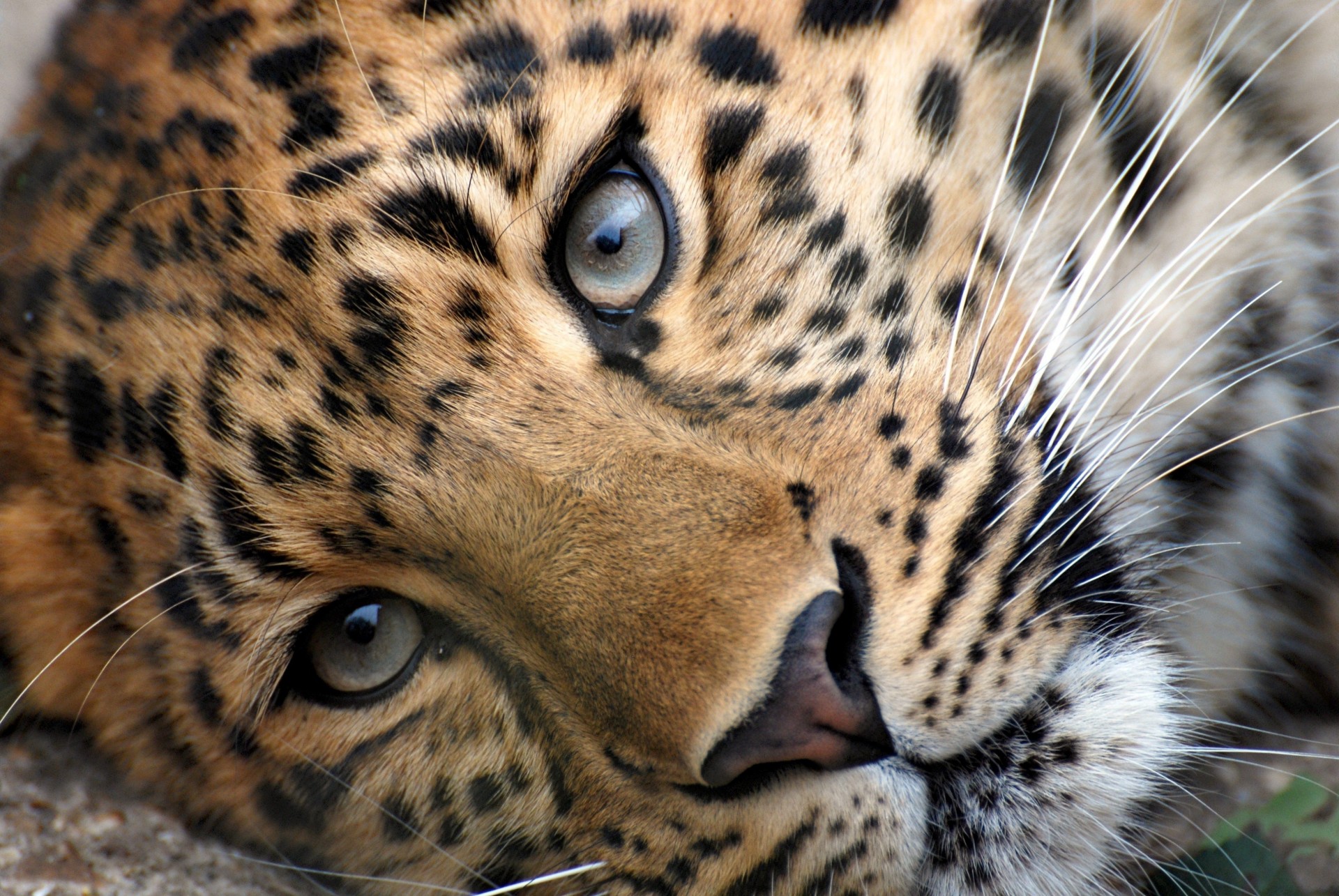 zähne leopard augen kopf