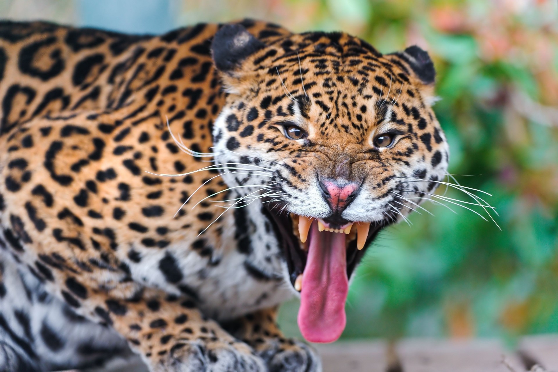 animaux colère jaguar prédateur agression