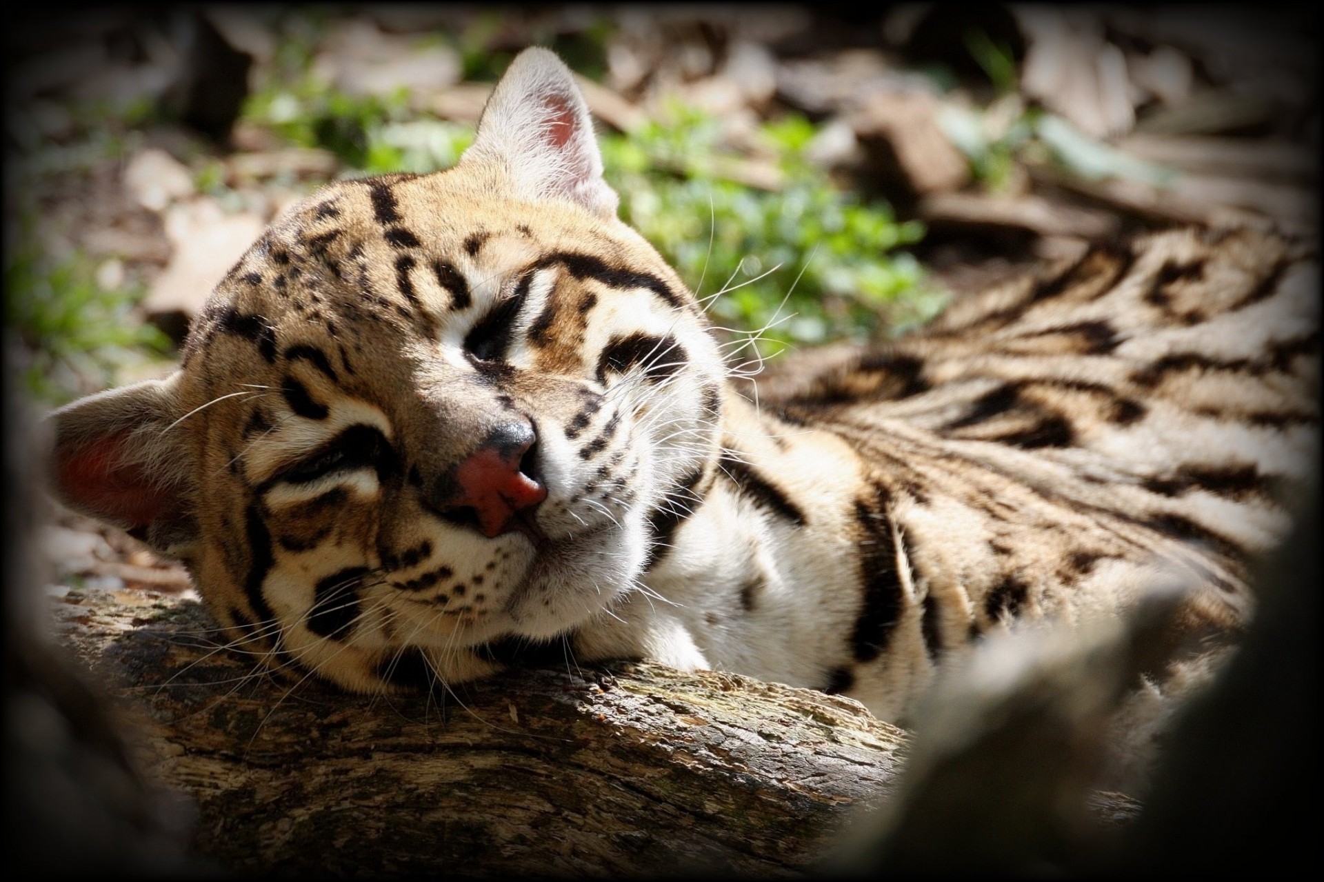 gato salvaje durmiendo la siesta ocelote