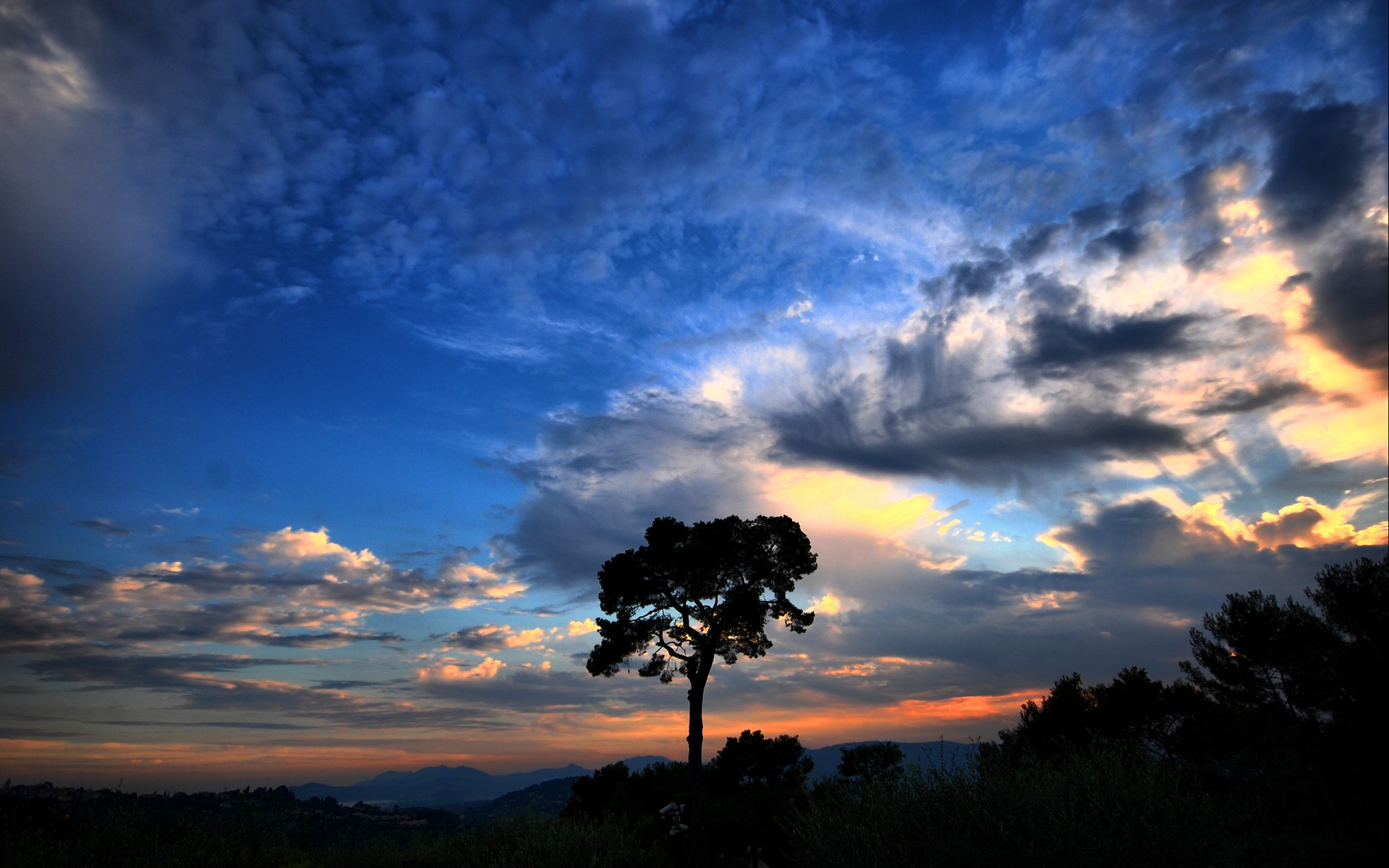 tree sky cloud