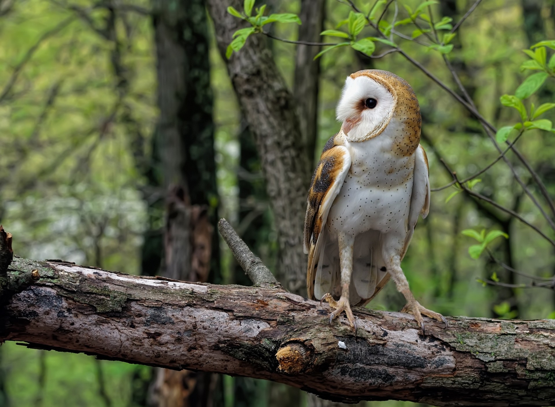 bûche forêt hibou mécontent