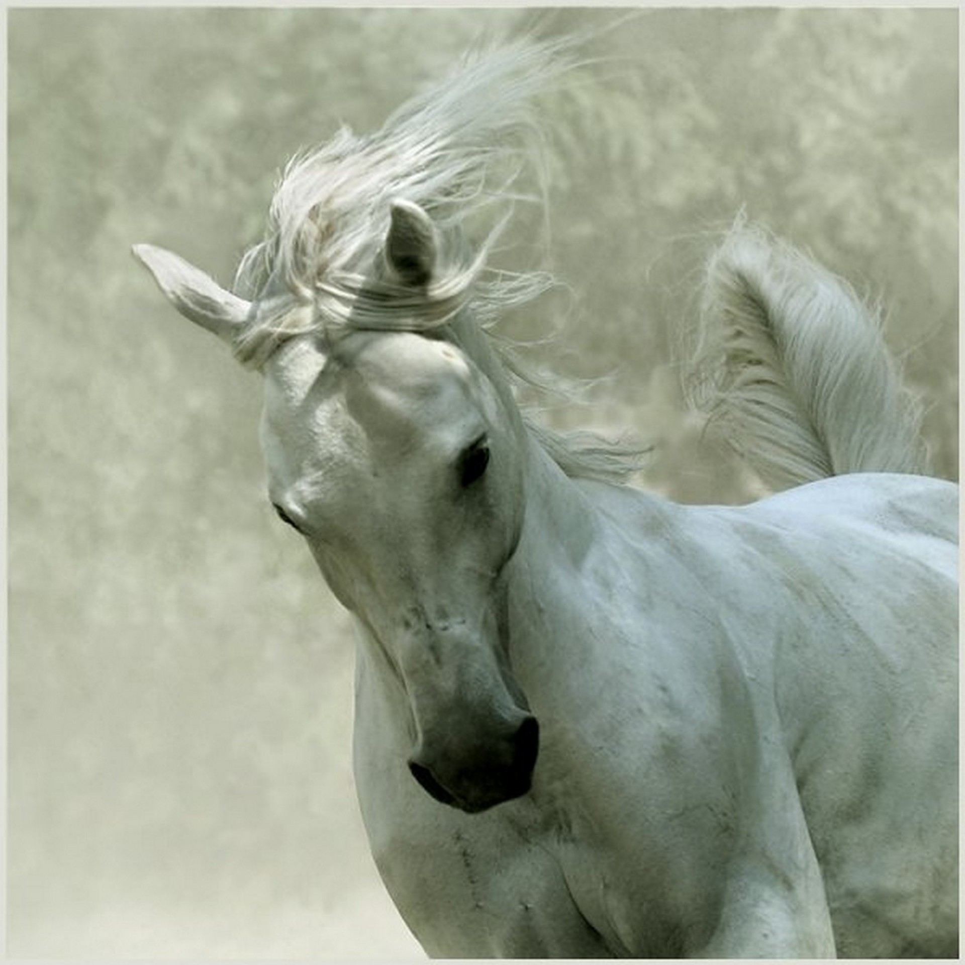 Лошадка пришла. Конь. Белый конь. Картинки лошадей. Белая лошадь с черной гривой.