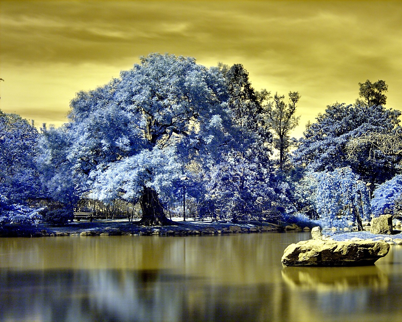 landscape forest lake