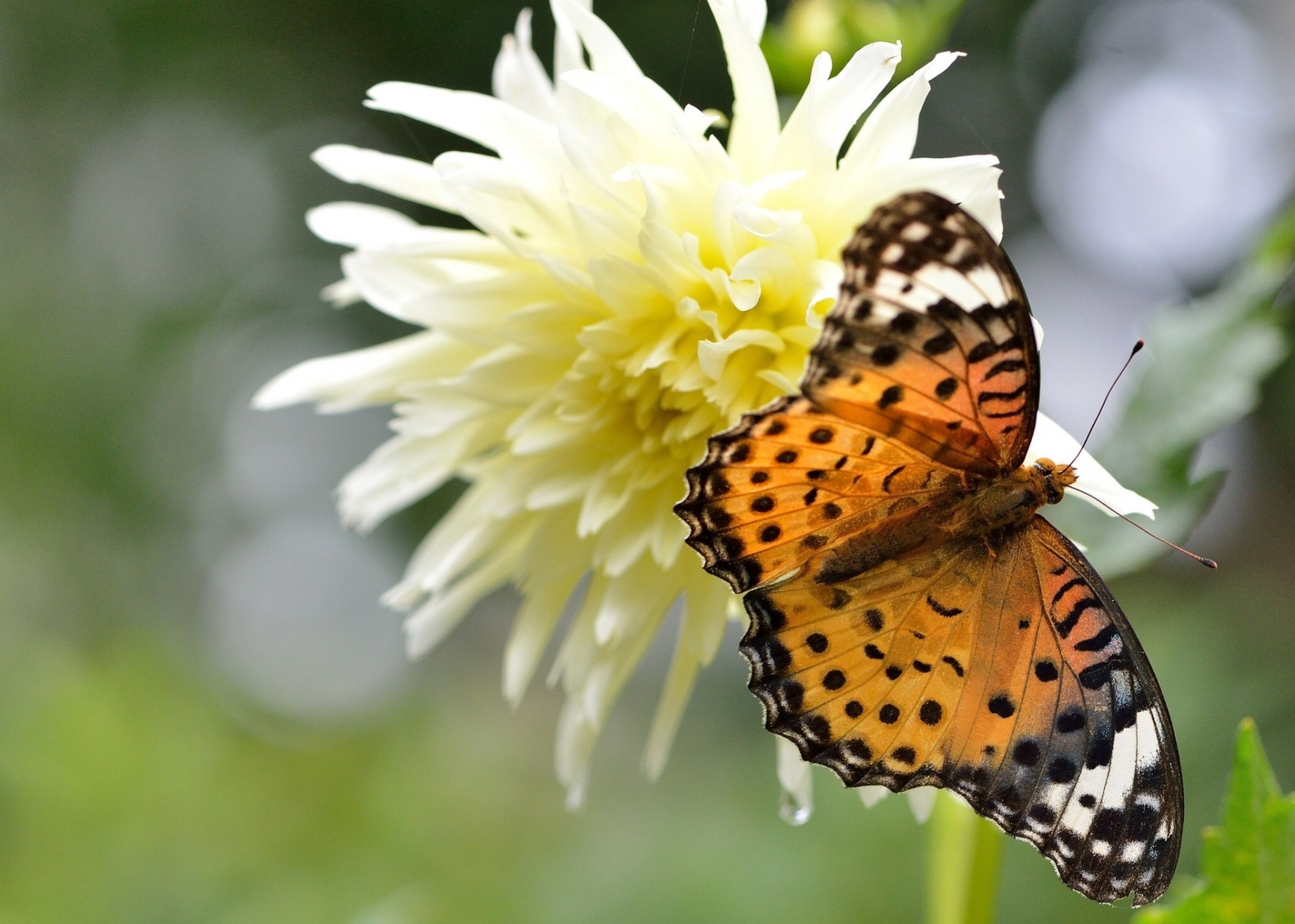 dahlie makro blume hintergrundbeleuchtung