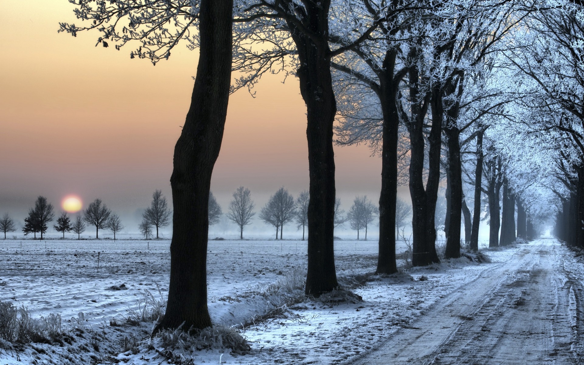 invierno nieve árbol camino huellas