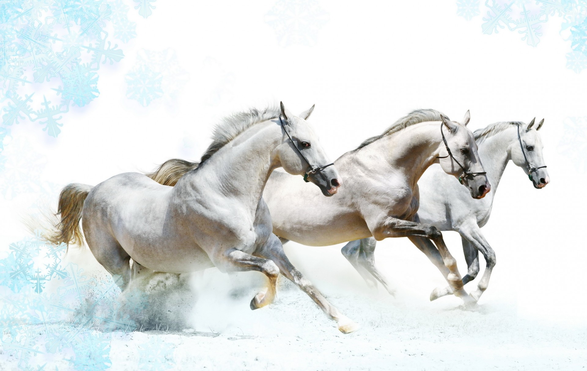 chevaux hiver