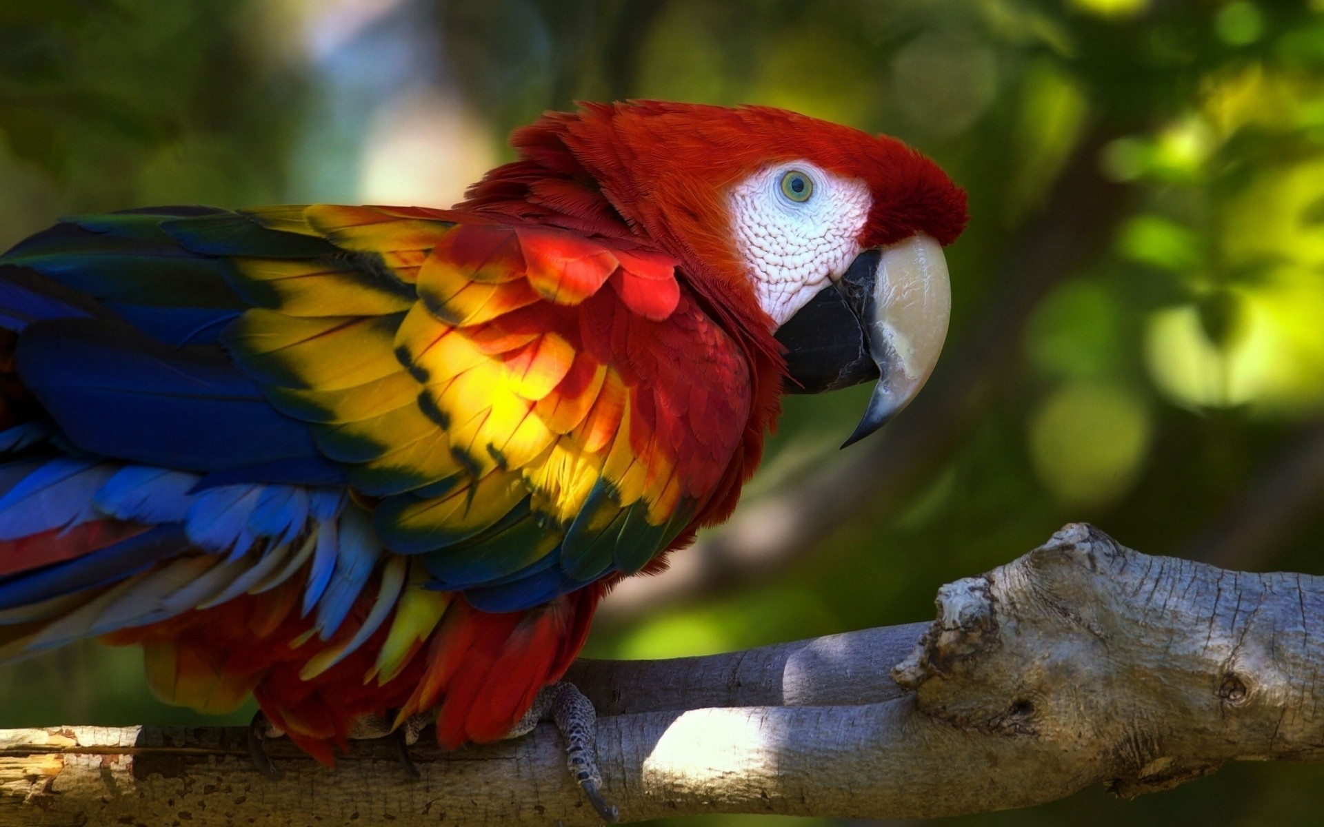 aves loro guacamayo rama