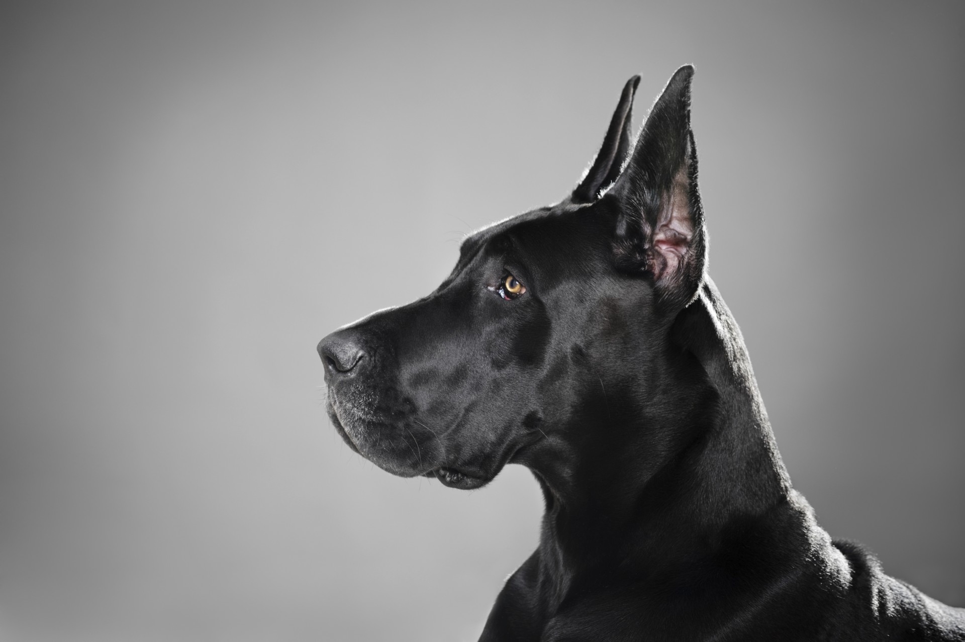 great dane dog rock black