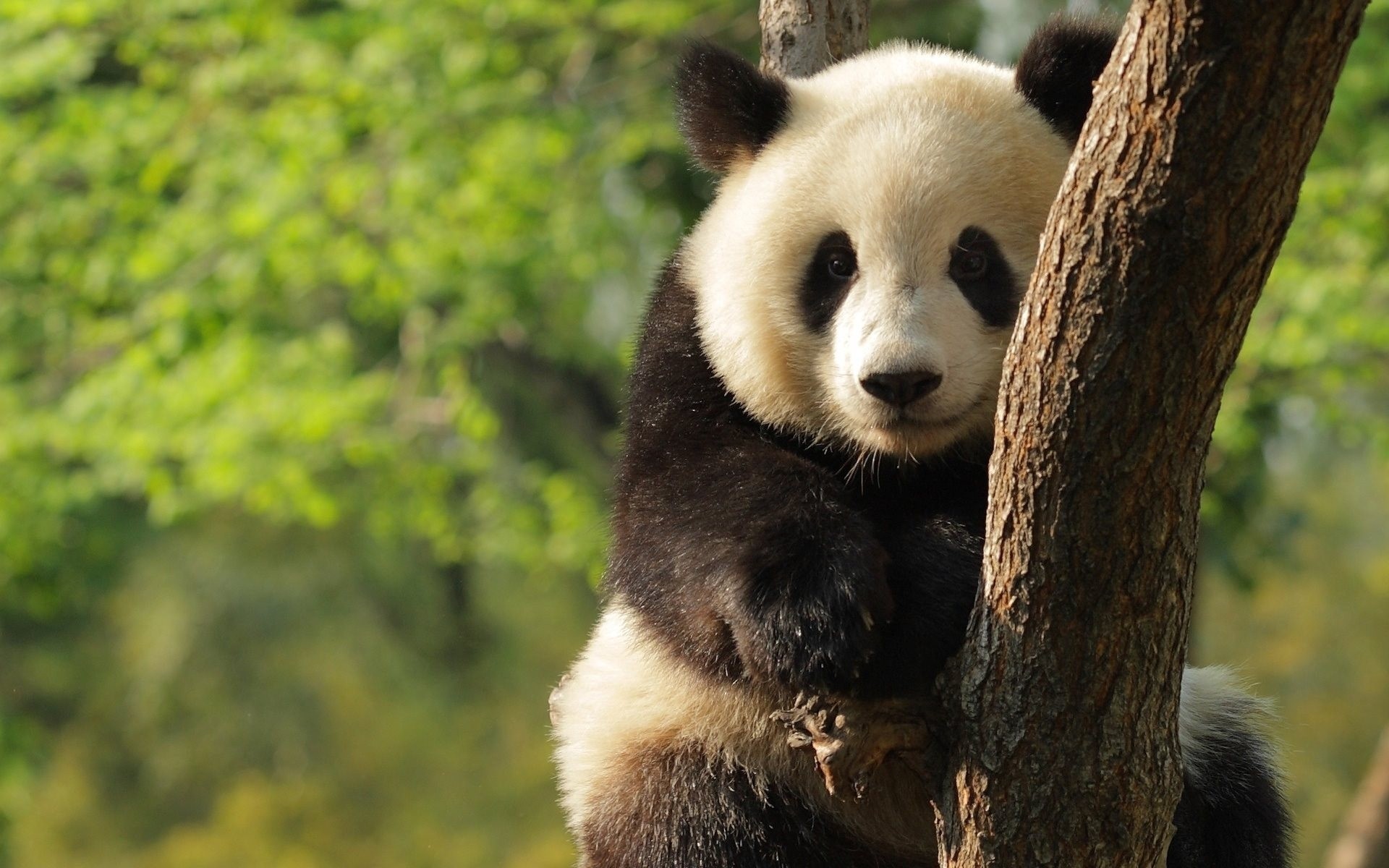 oso de peluche panda árbol