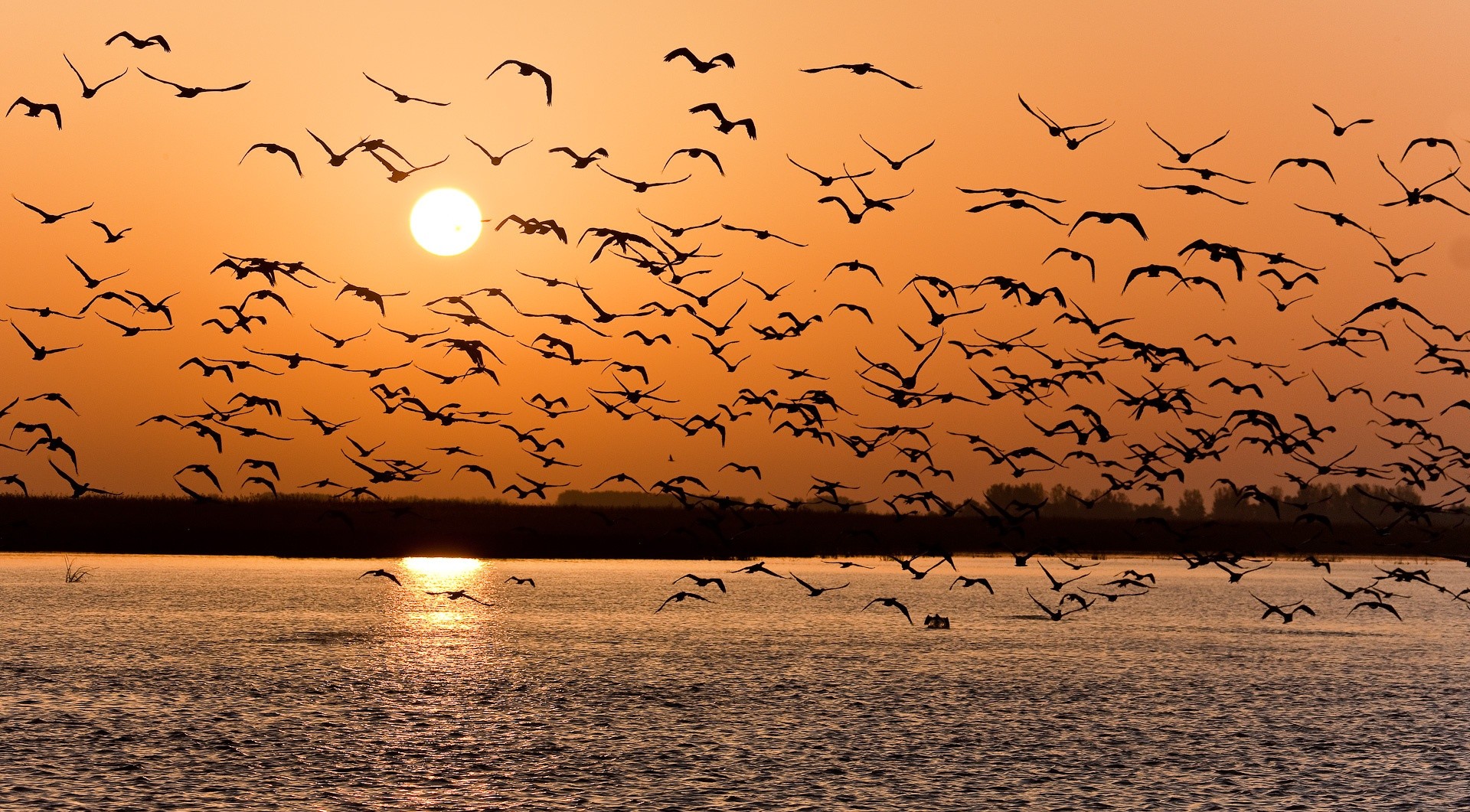 sonnenuntergang see vögel rudel