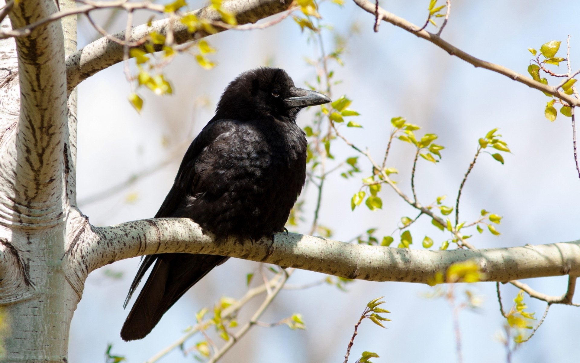 pájaros rama conejo árbol