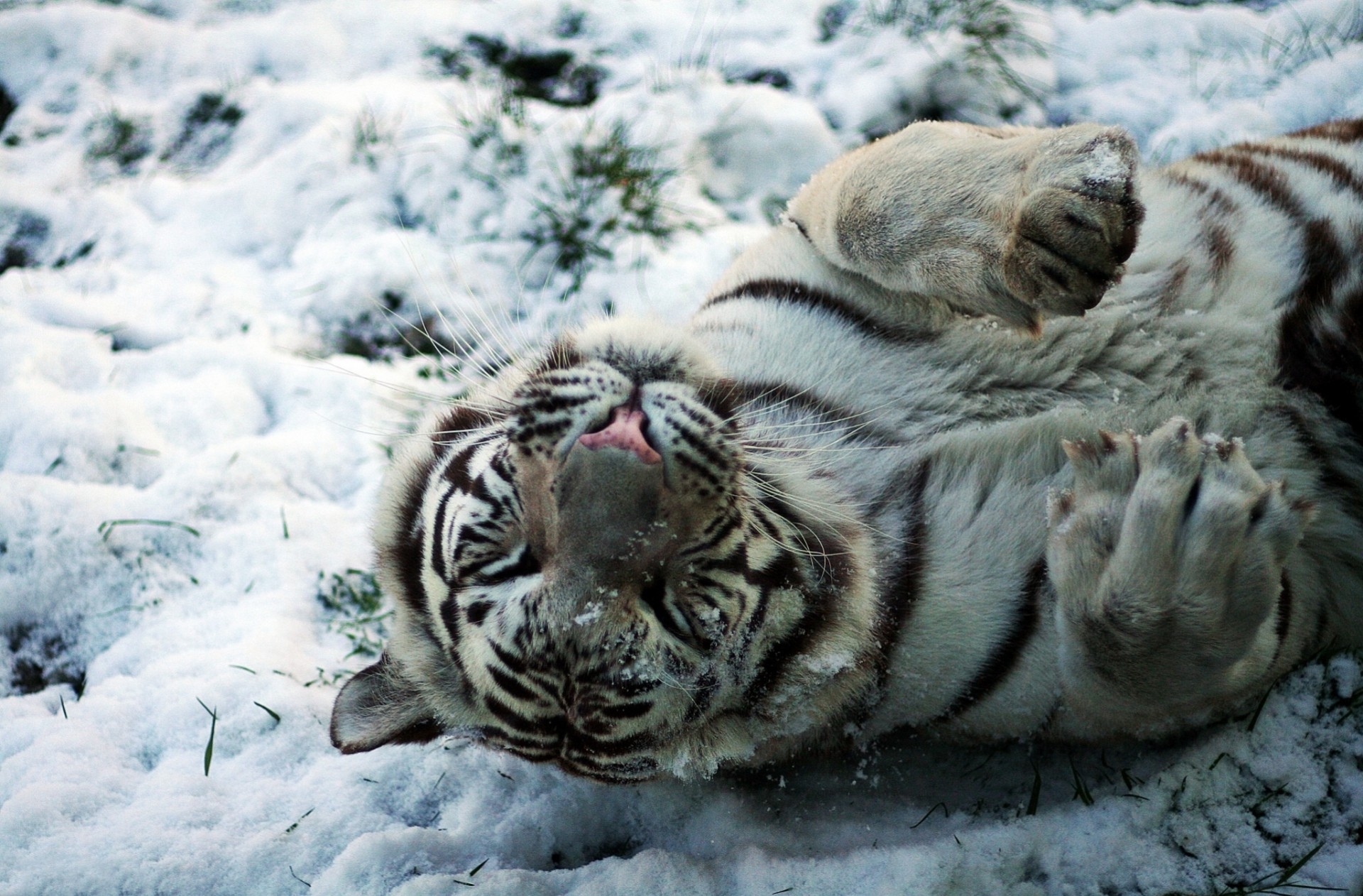 baby wild cat hats white tiger