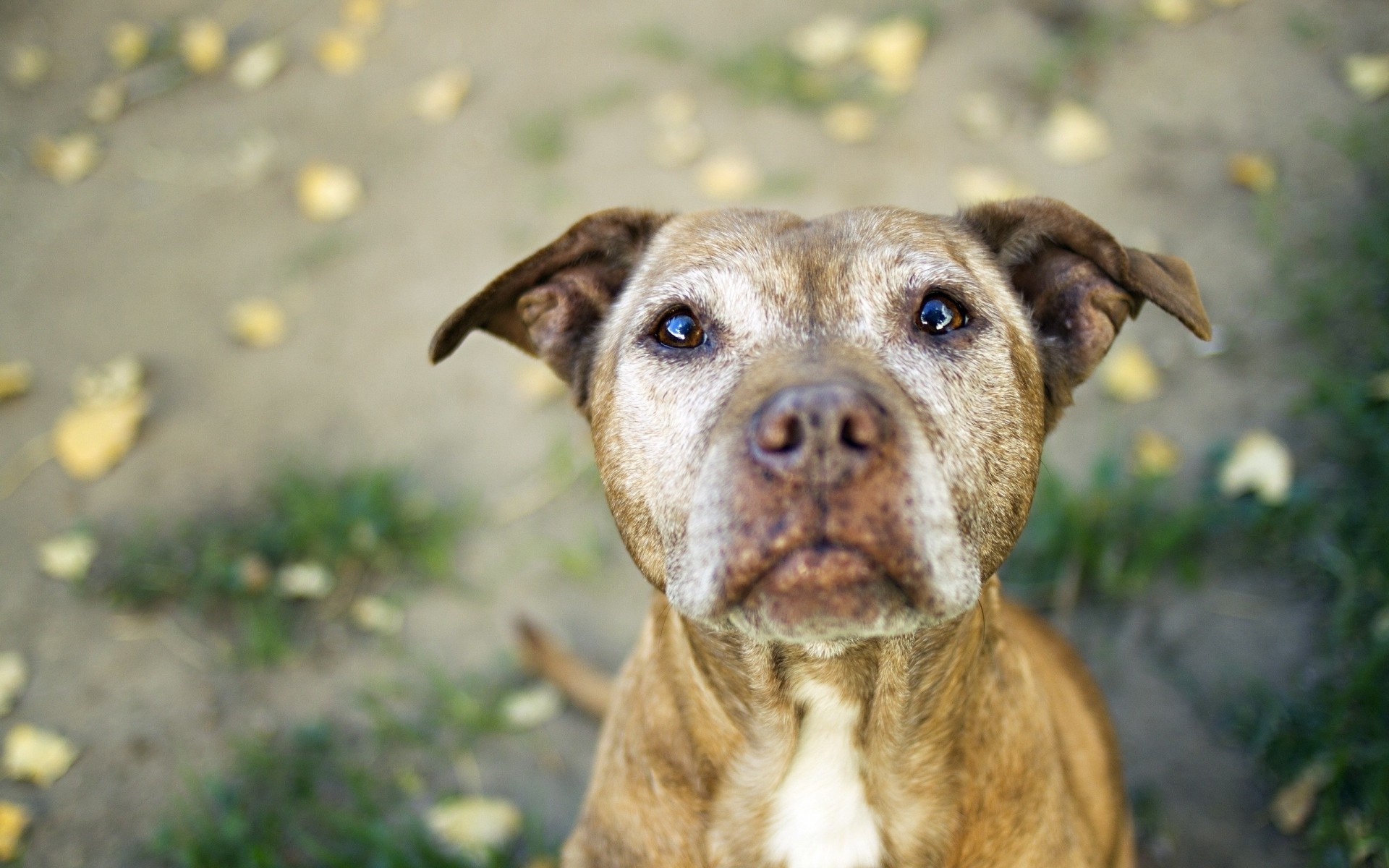 cane amico denti pitbull