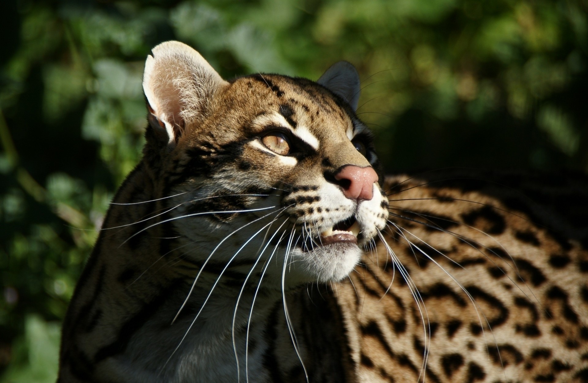 gatto selvatico denti ocelot predatore