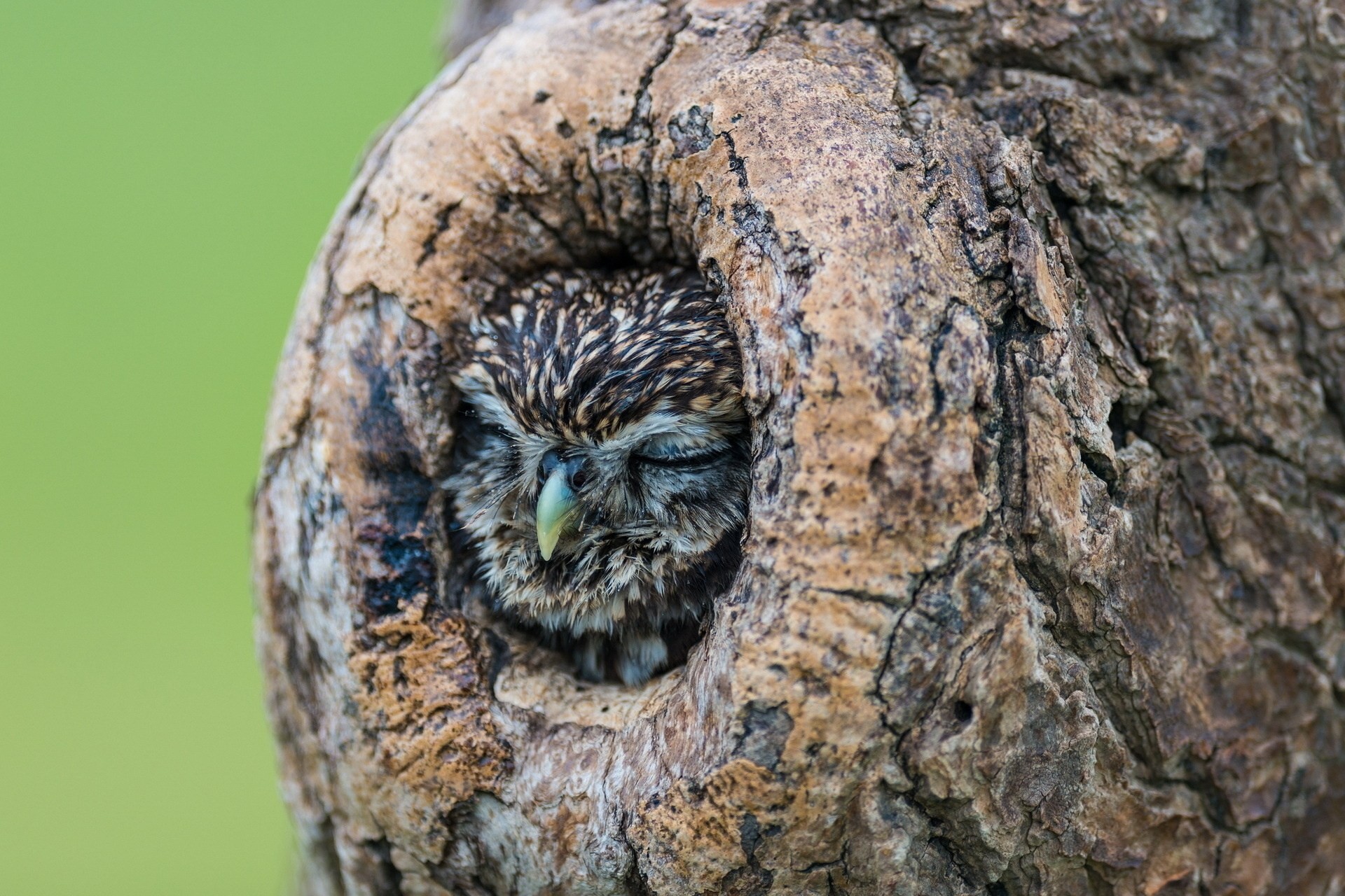 leeping tree hollow owl nature