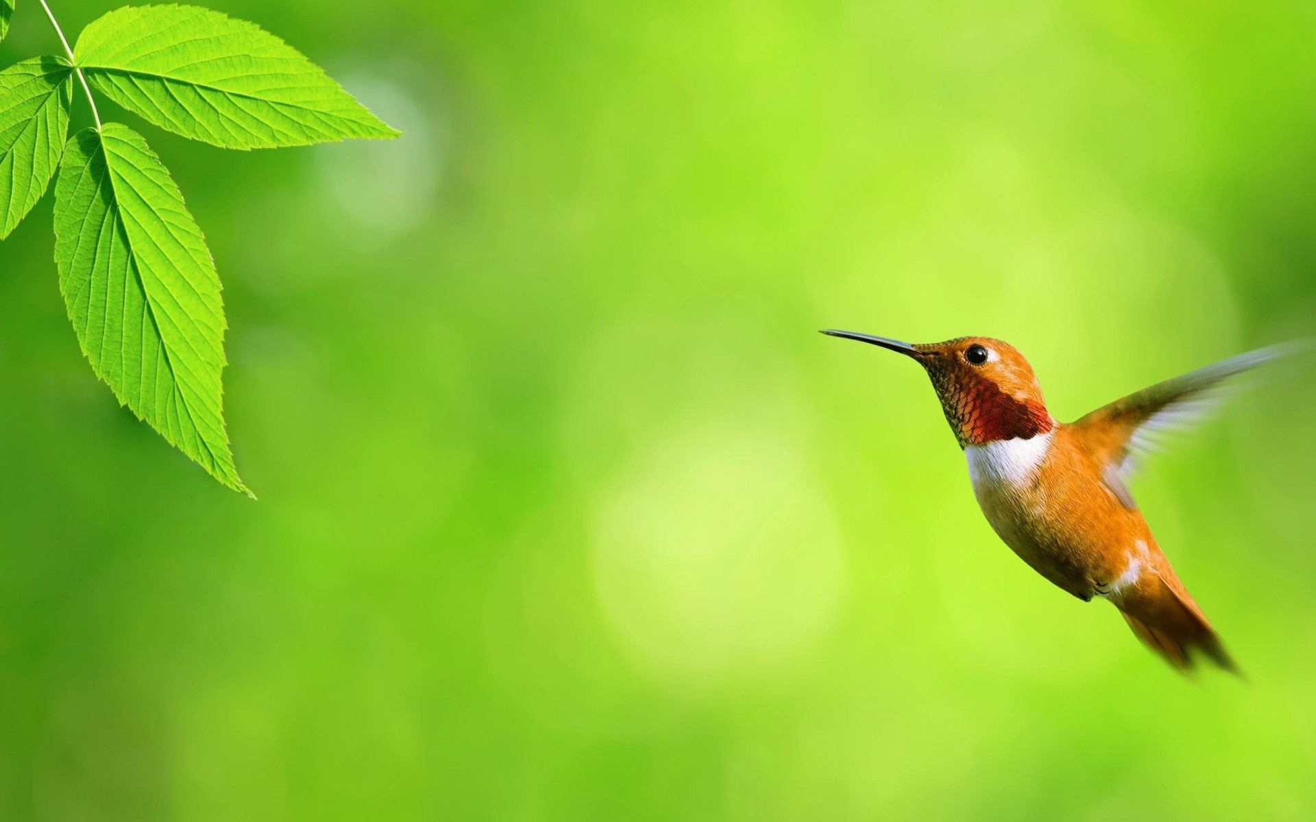 birds wag hummingbird