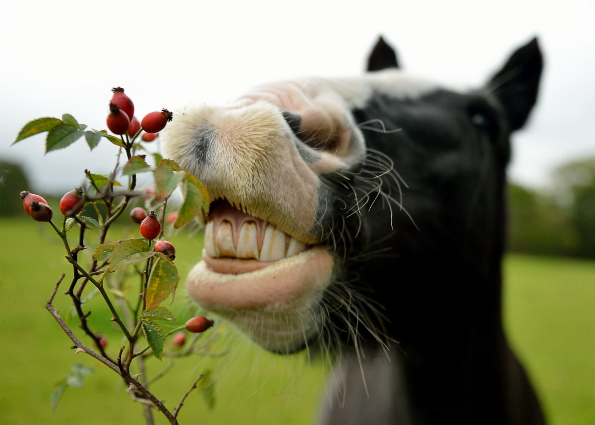 dientes rosa mosqueta caballo