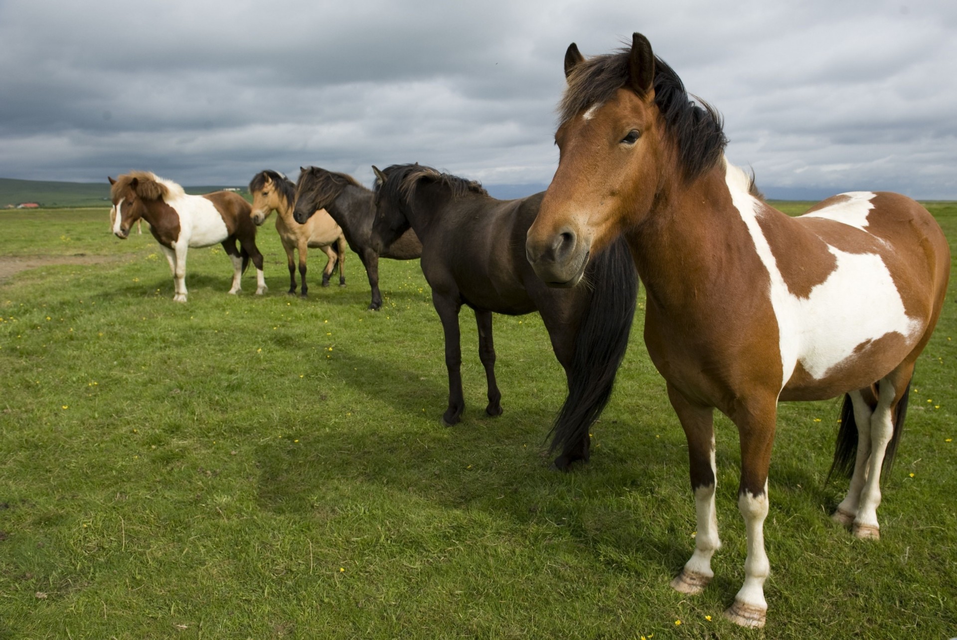 horse herd grass standing