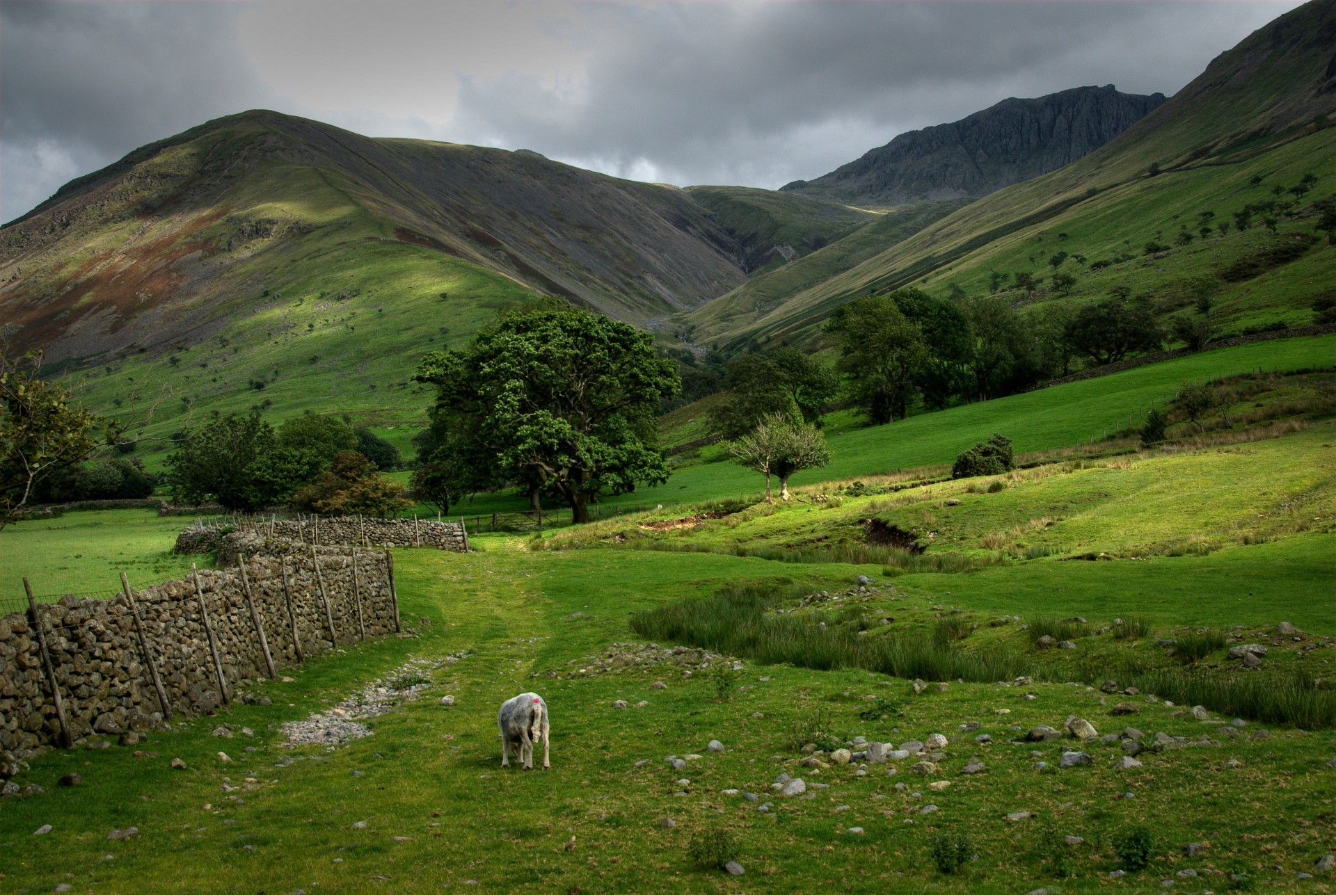 cotland mountain slope sheep green