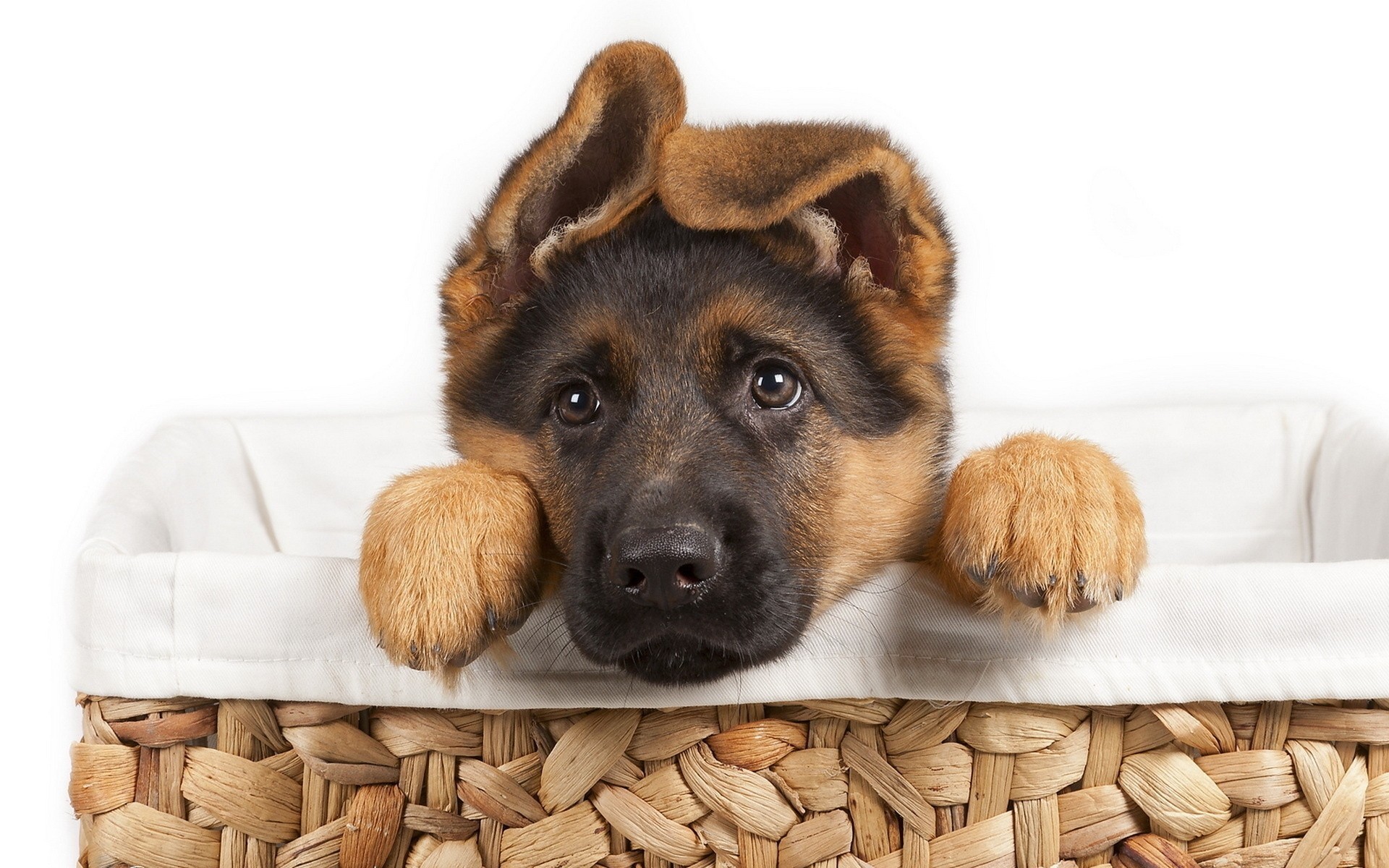 perro cachorro ir de compras ver