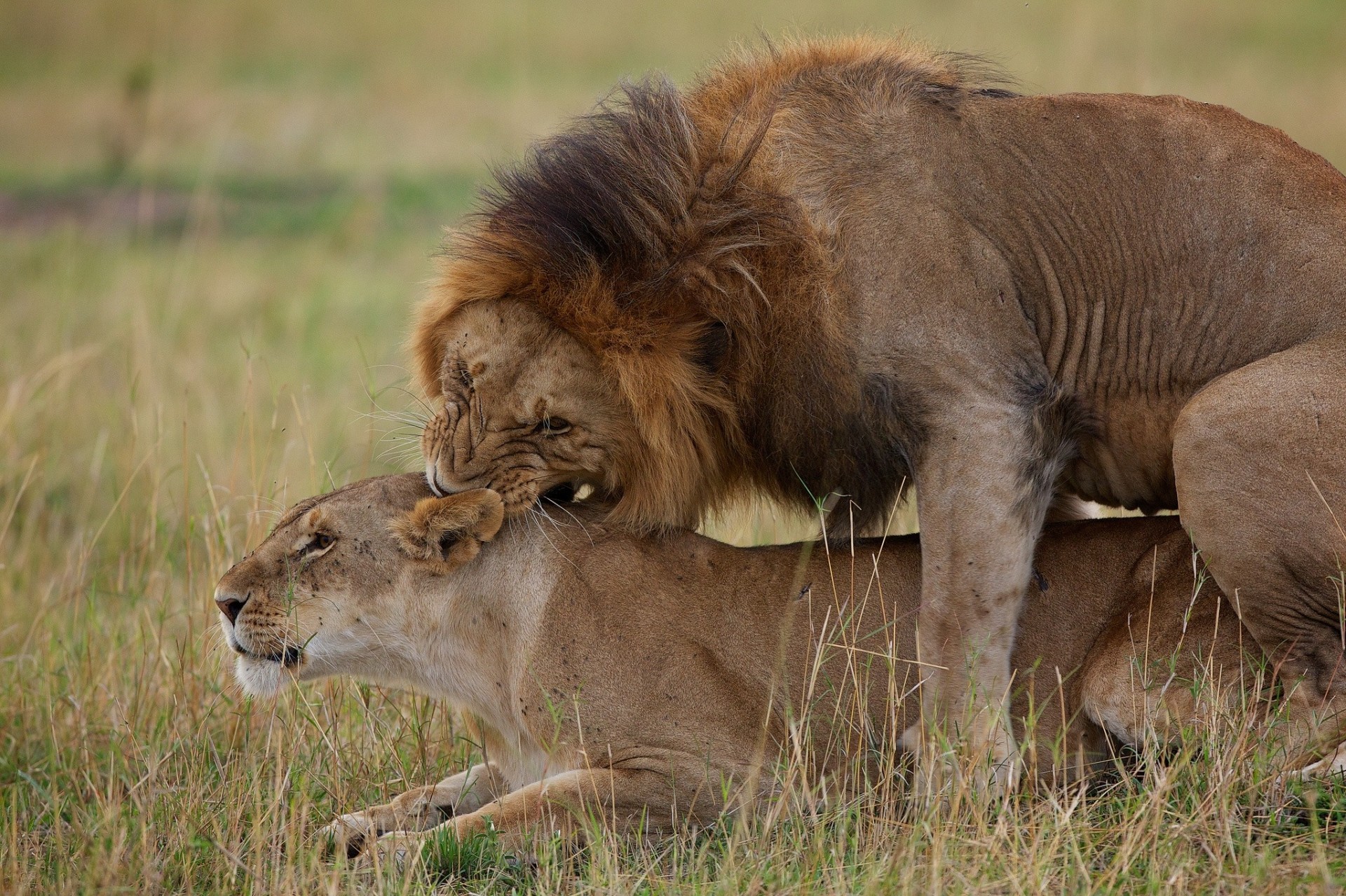 lions love lioness leo