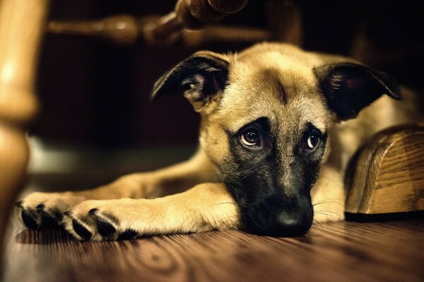 Perro acostado con una mirada triste