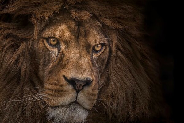 Serious lion on a dark background