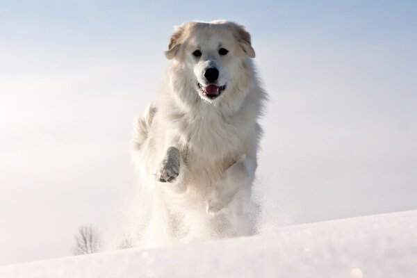 Foto Der weiße Hund läuft im Winter