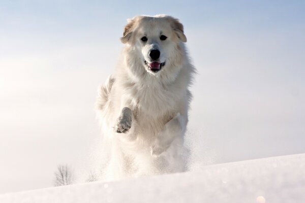 El perro blanco corre en invierno