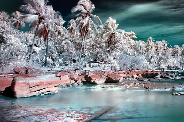 The wind stirs the palm trees on the seashore