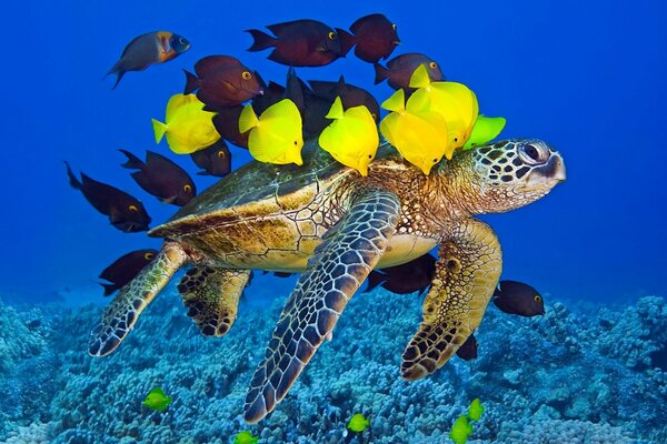 Eine Schildkröte, die im Lager der schönen Fische schwimmt