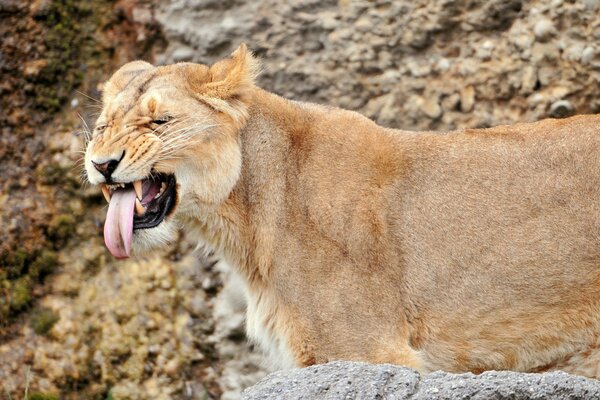 Die Wildkatze zeigte ihren Grinsen