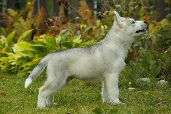 Piccolo cucciolo di husky carino