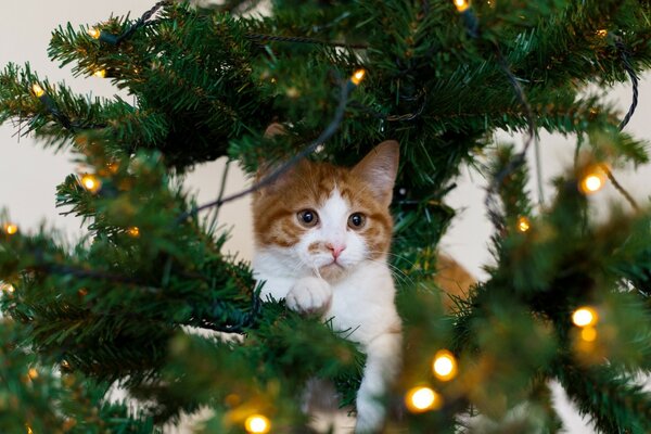 A multicolored cat is lying on a branch of a Christmas tree among a garland