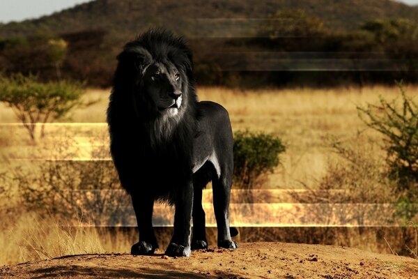 Lion noir dans la savane ensoleillée