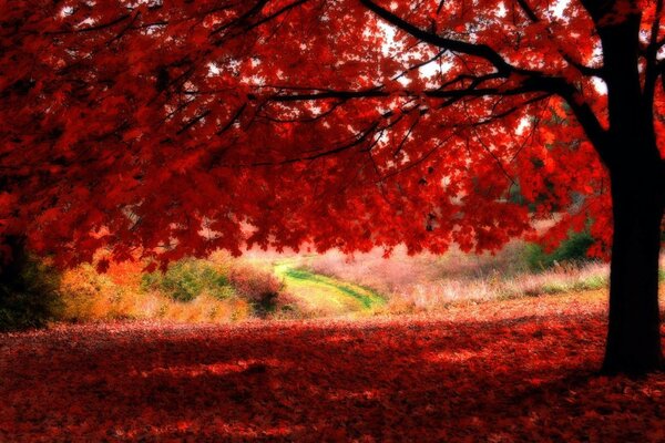 Autumn forest with red leaves