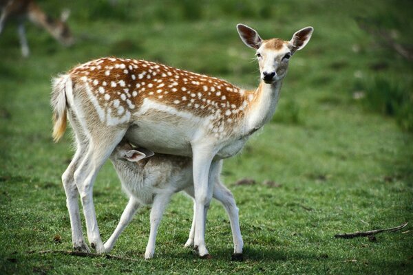 A little fawn with his mother on the background of nature