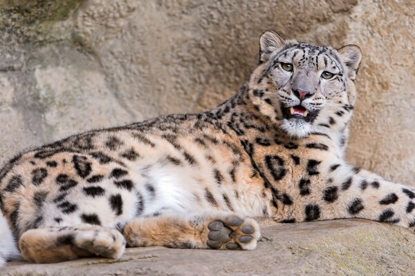 Ein Leopard liegt auf Steinen