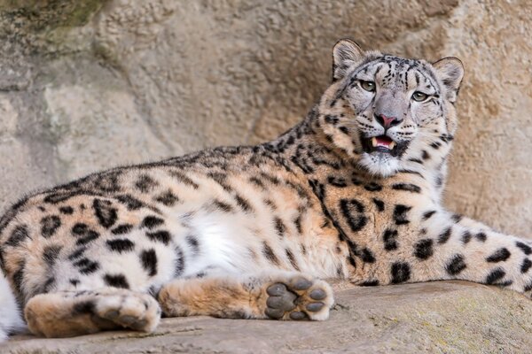Il leopardo giace sulle rocce
