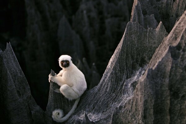 Weißer Lemur auf schwarzen Felsen