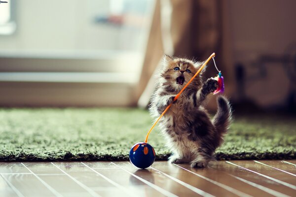 Pequeño gatito juega con un juguete