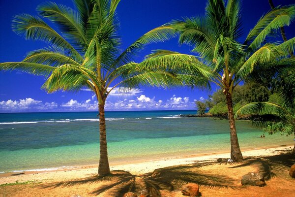 Palm trees on the background of a sandy beach and the sea