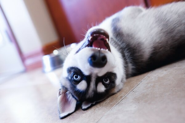 A husky puppy with blue eyes lies with his mouth open