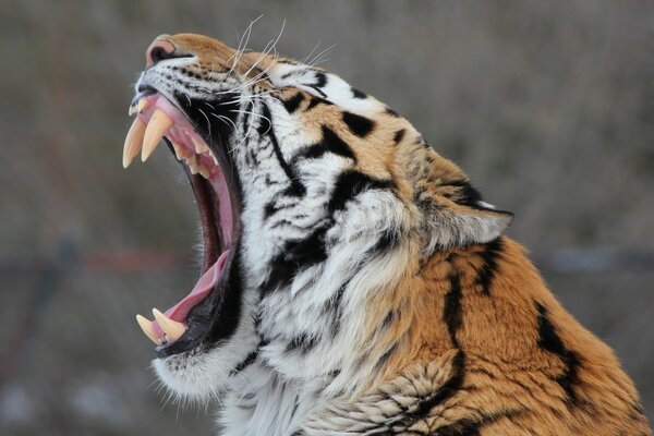Tigre de Amur con dientes grandes
